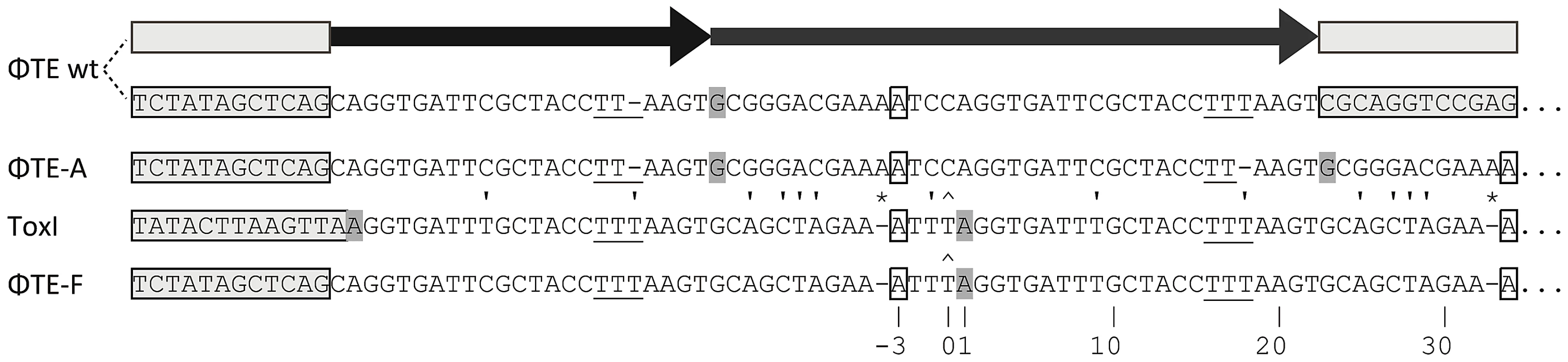 DNA alignment of ΦTE-phage escape loci and comparison with ToxI.