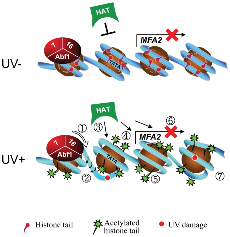 Model for UV-induced chromatin remodeling during GG-NER.
