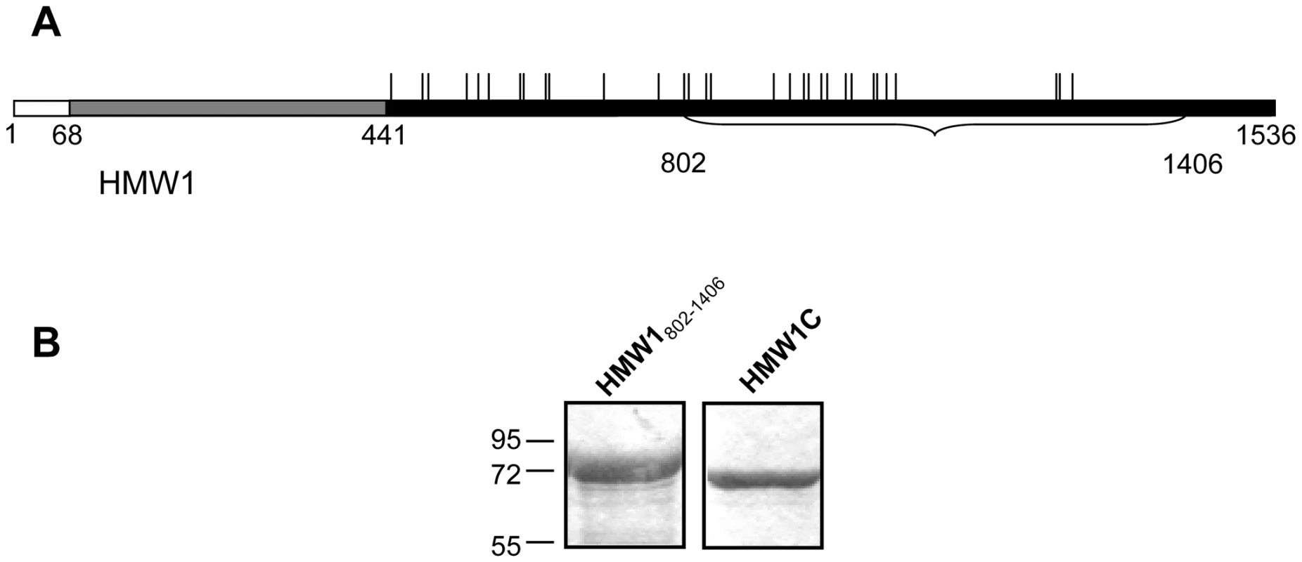 Purified proteins for examination of glycosylation of HMW1.