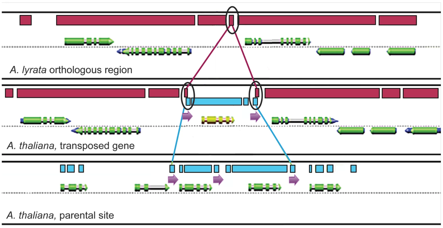 Flanking direct repeats around transposed genes in Arabidopsis.