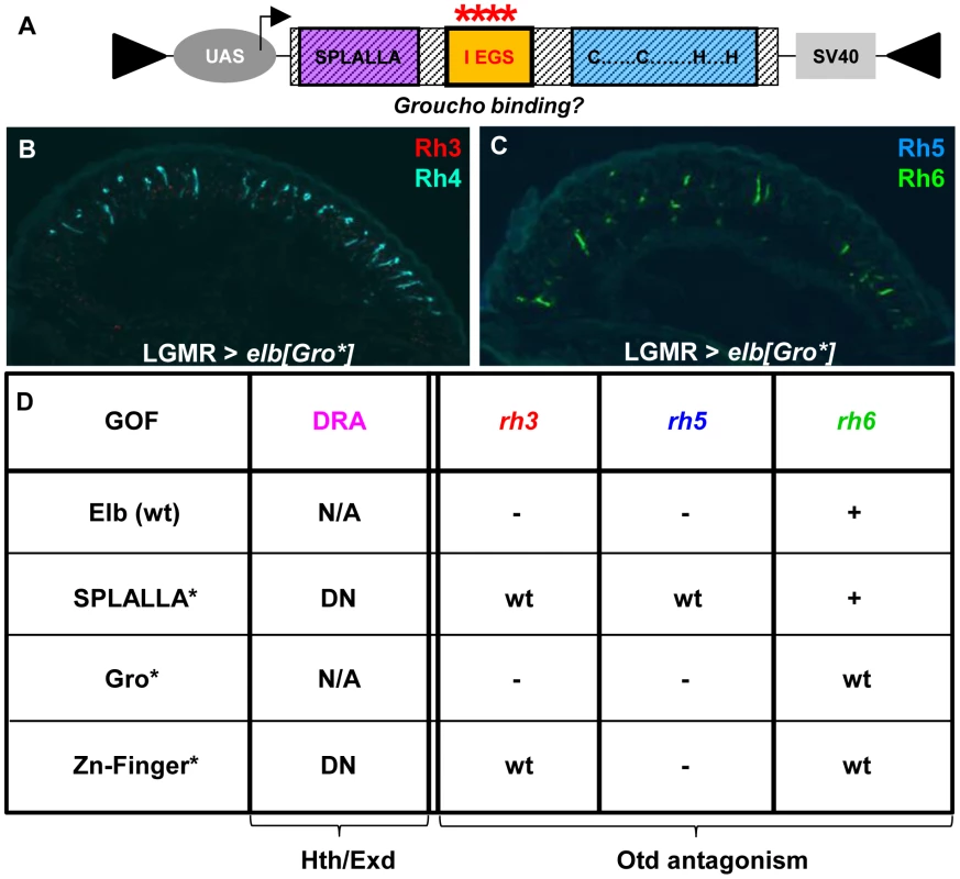 Mutagenesis of conserved Elb domains interferes with different Otd functions.