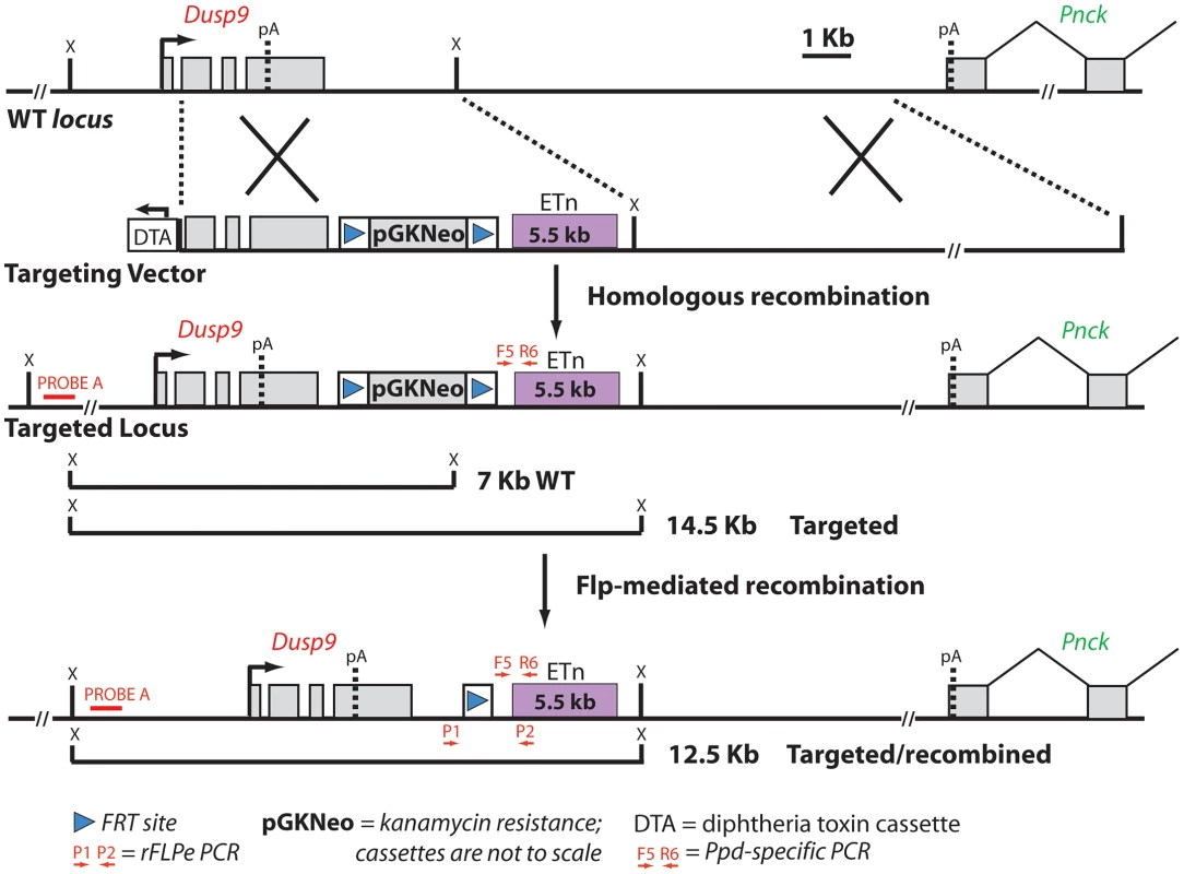 Schematic diagram of the targeting vector strategy and expected results of homologous recombination and Flp-mediated selection cassette removal.