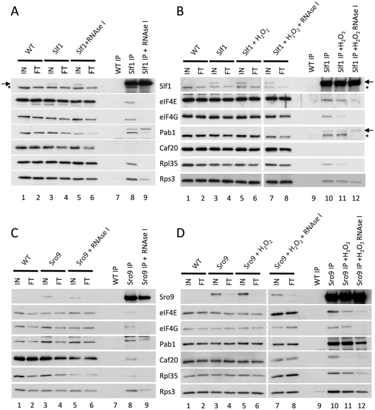 Slf1p and Sro9p immunoprecipitate members of the closed loop complex in an RNA-dependent manner.