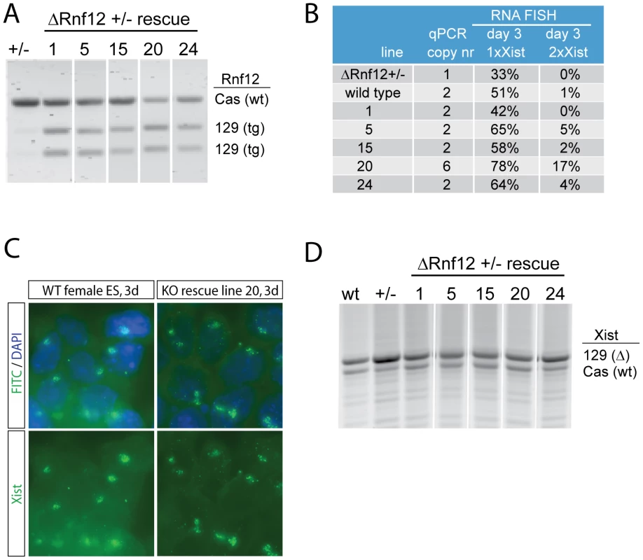 RNF12 activates X chromosome inactivation in <i>trans.</i>