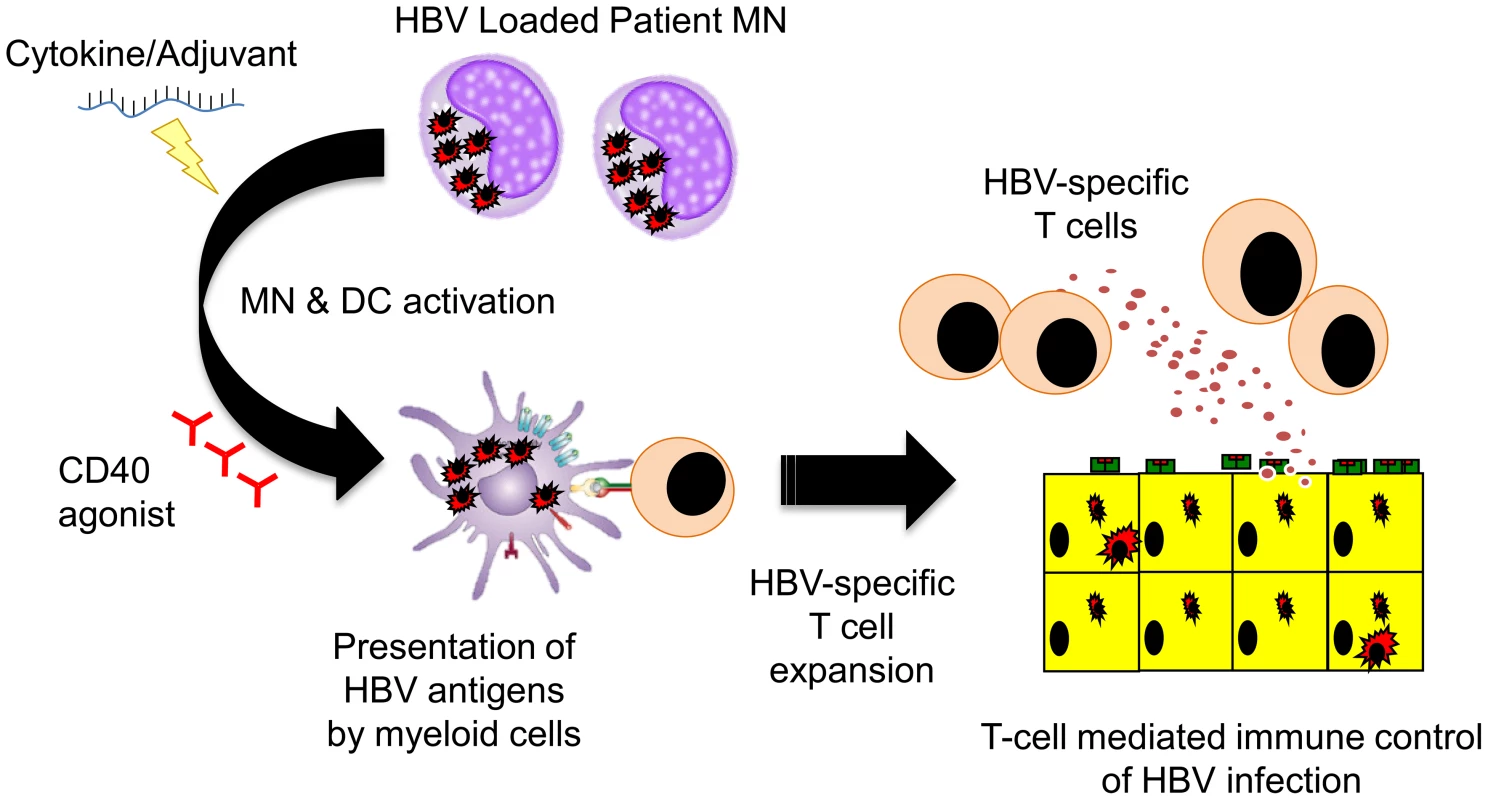 Schematic representation of the potential ability of HBV-loaded monocytes <em class=&quot;ref&quot;>[22]</em> to stimulate HBV-specific T cells trough TLR <em class=&quot;ref&quot;>[20]</em> or anti-CD40 agonists <em class=&quot;ref&quot;>[21]</em>.