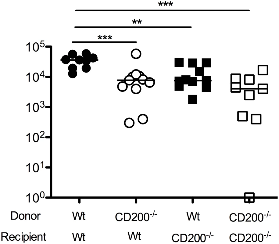 CD200 expressed by hematopoietic and non-hematopoietic cells facilitate MCMV persistence.
