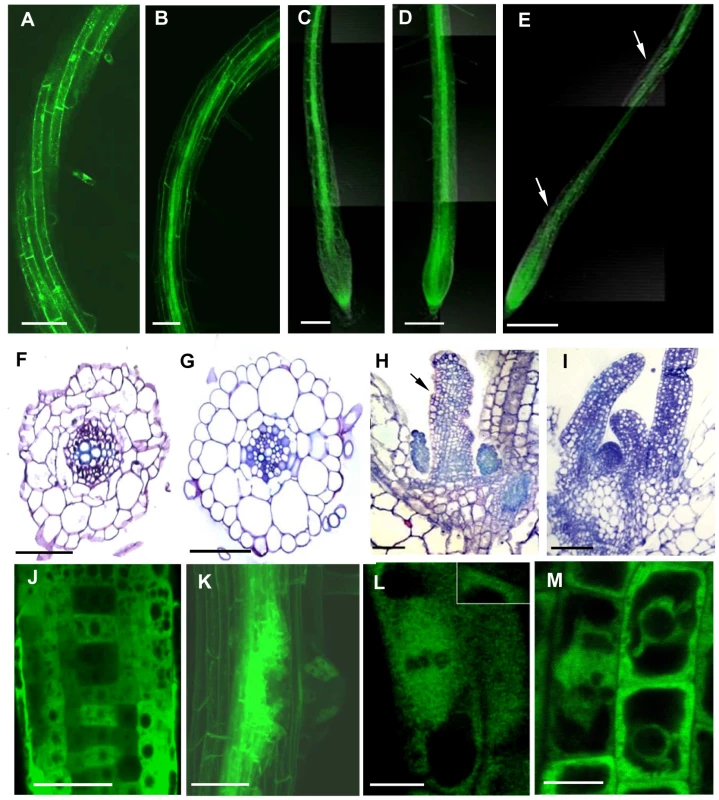 Ectopic Expression of γ-Tubulin in <i>Arabidopsis thaliana</i> Seedlings Causes Root Twisting and Leaf Curling.