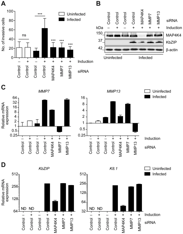 MMP7 and MMP13 are required for the invasiveness of KSHV-infected endothelial cells.