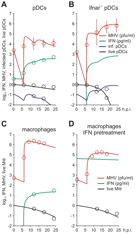 MHV infection and IFN response kinetics in vitro.