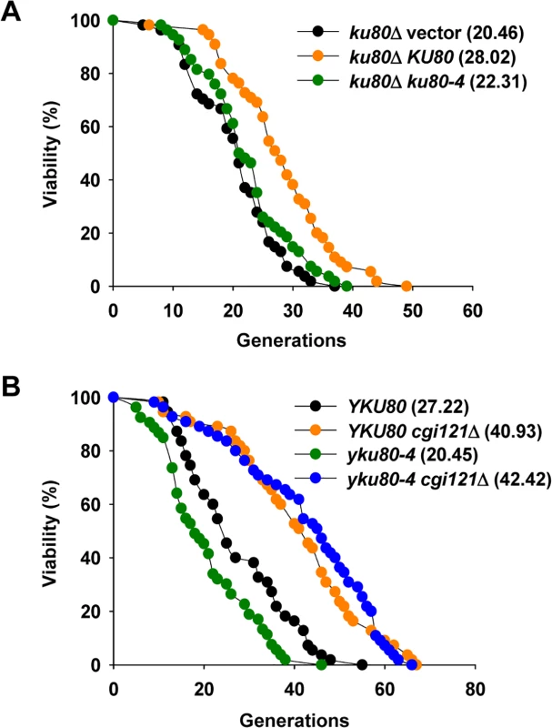 Inactivation of <i>CGI121</i> extends lifespan of <i>yku80-4</i> cells.