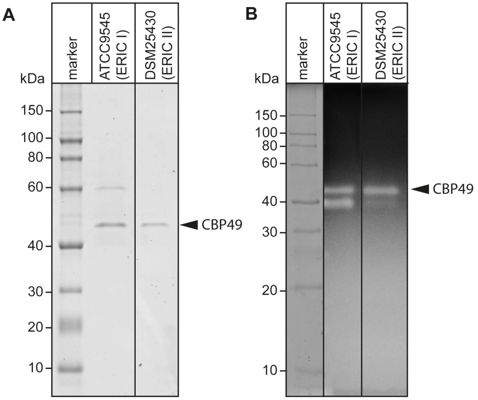Identification of chitin-binding and –degrading proteins in the supernatants of cultured <i>P. larvae</i>.