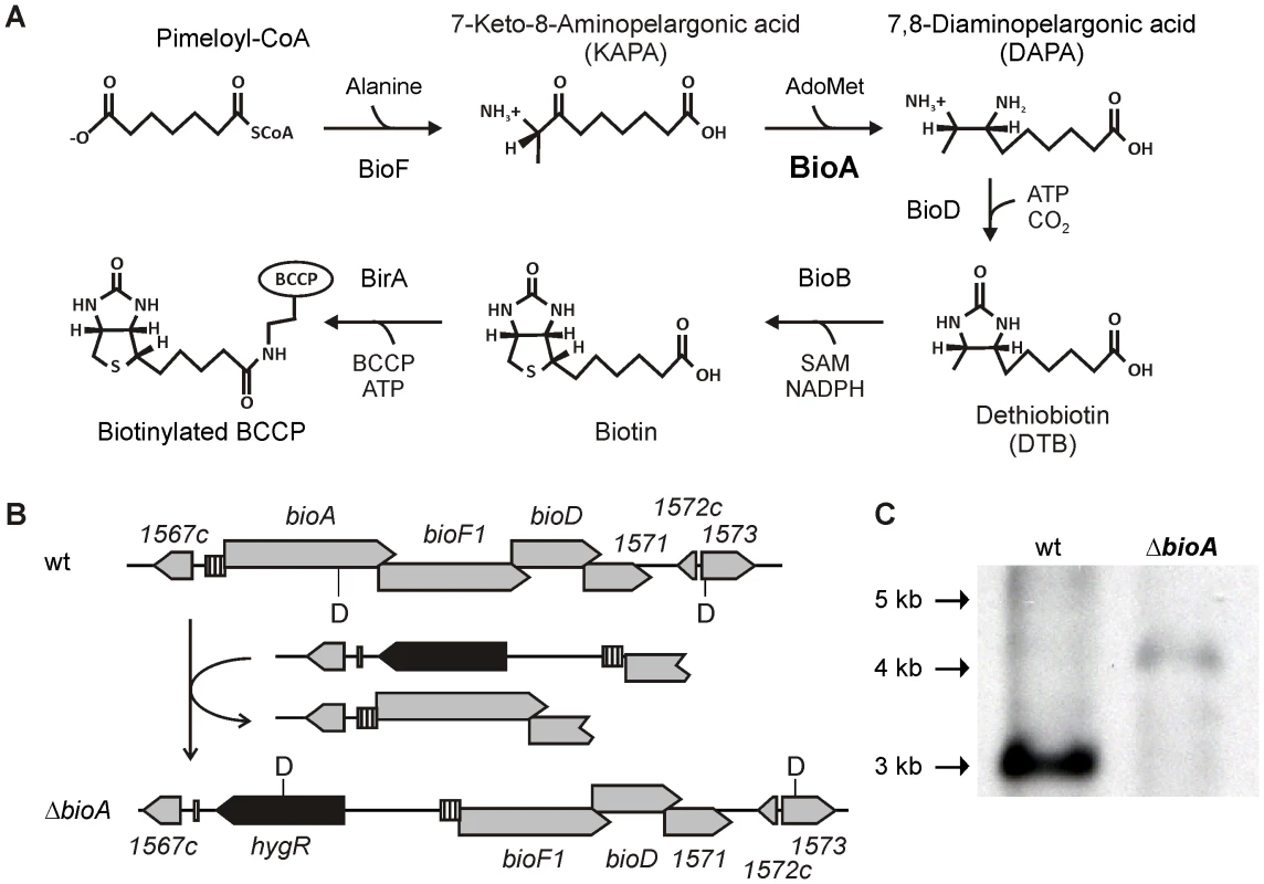 Biotin synthesis pathway and construction of <i>Mtb ΔbioA</i>.