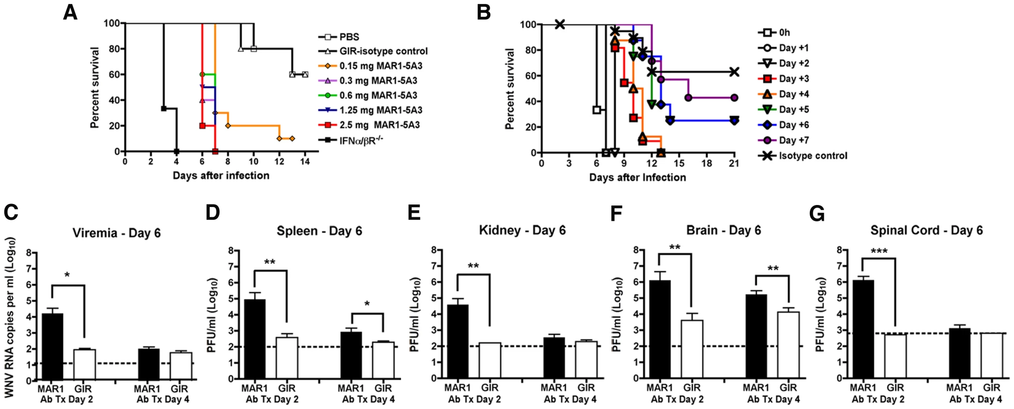 Effect of blockade of type I IFN signaling on WNV-NY infection.