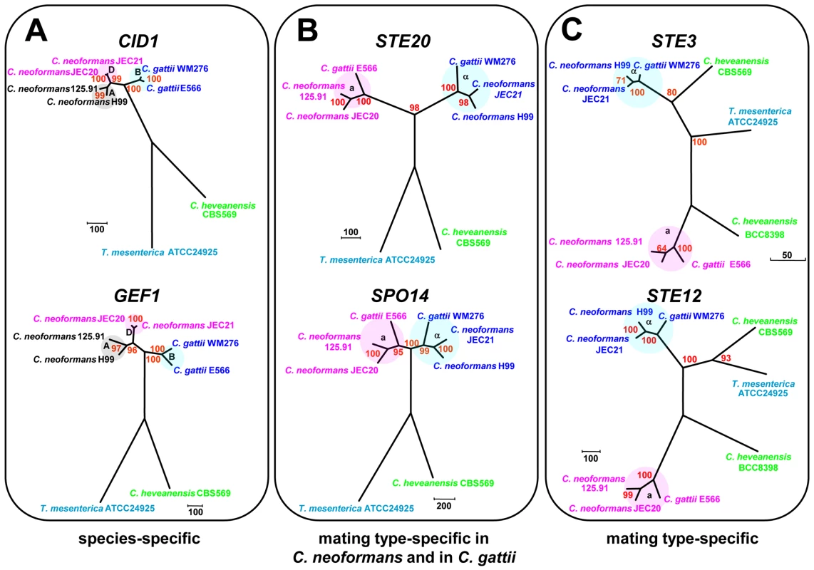 Mating type genes exhibit three phylogenetic patterns.