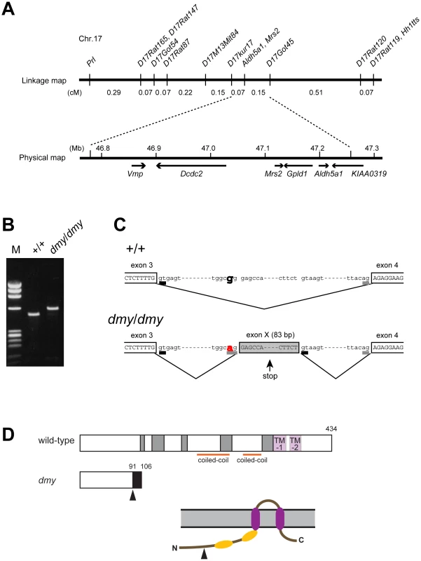 Positional cloning of the <i>dmy</i> mutation.