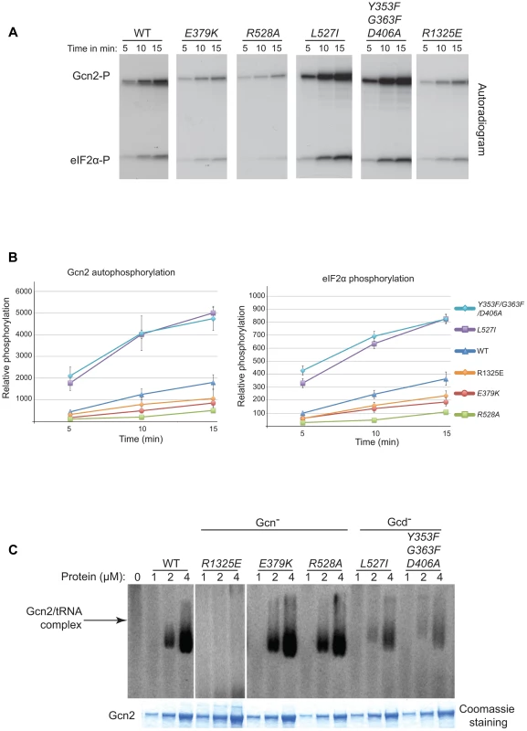 Effect of YKD substitutions on kinase activity and tRNA binding by purified Gcn2 <i>in vitro</i>.
