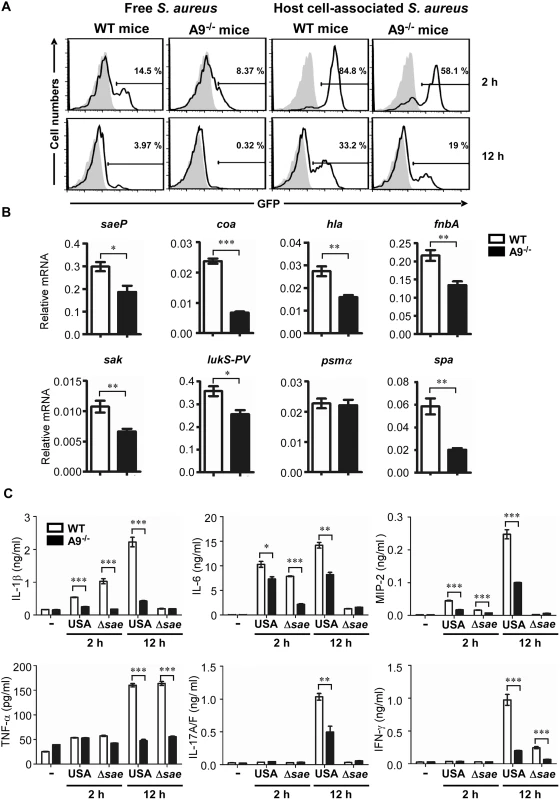 CP enhances the activity of the SaeRS TCS and cytokine production in mice.