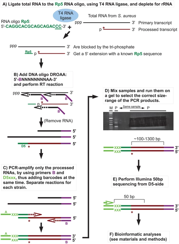 Flowchart showing the mapping of 5′ RNA ends with the EMOTE assay.