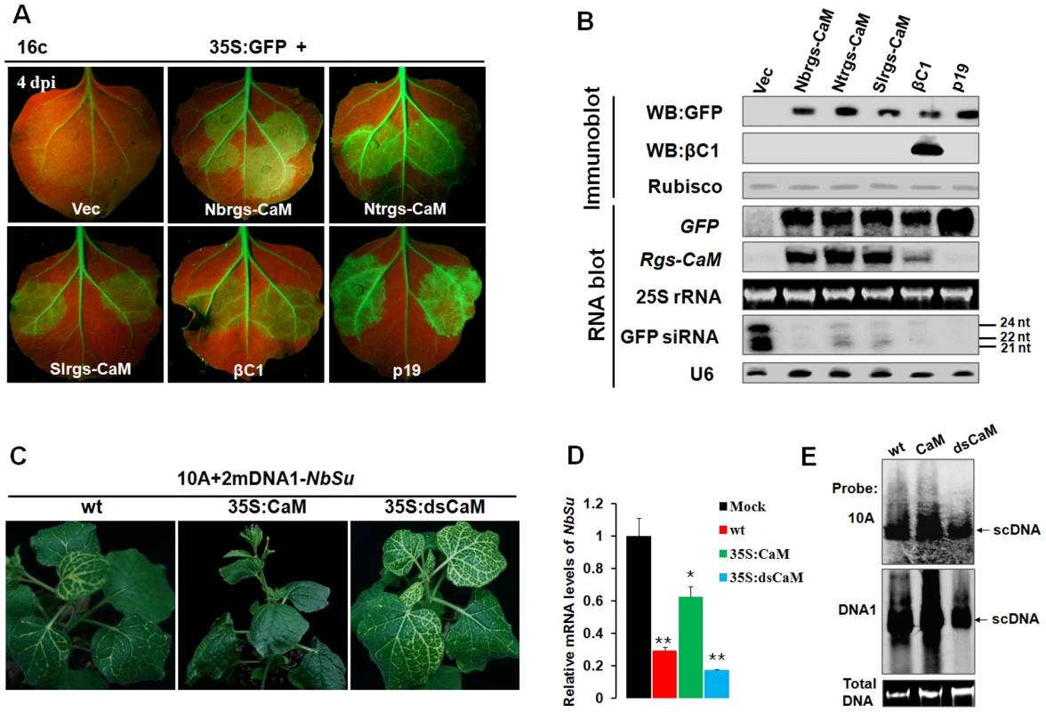 Nbrgs-CaM suppresses PTGS of GFP and VIGS of an endogenous gene.