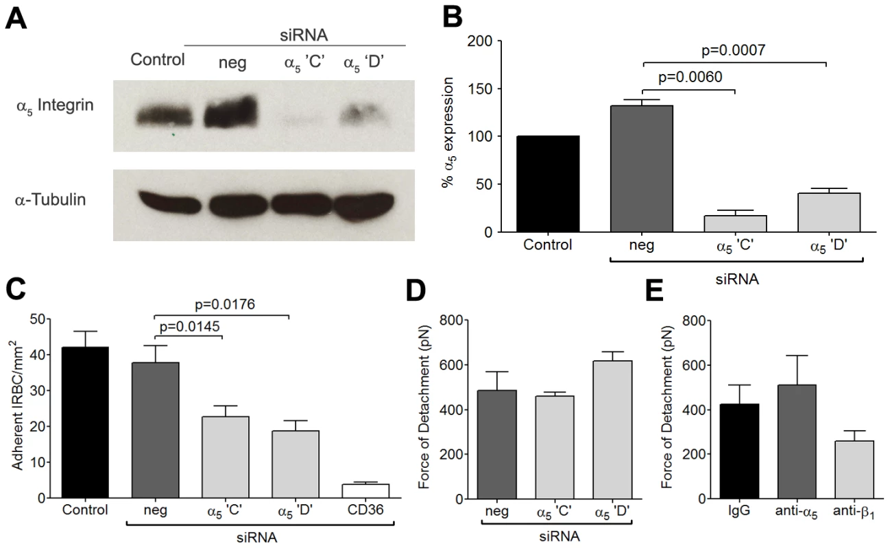 Inhibition of cytoadherence but not adhesive strength on HDMEC transfected with small interference RNA of α<sub>5</sub> integrin.