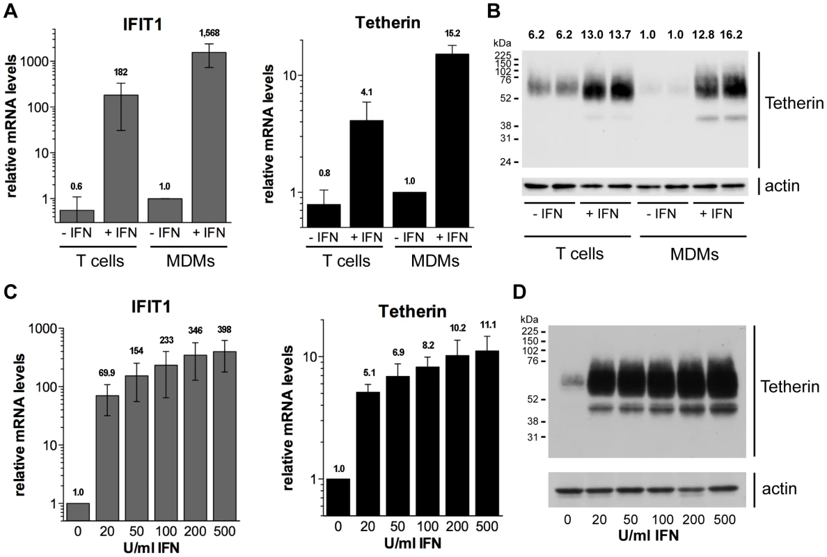 Type I interferons upregulate Tetherin expression in primary macrophages.