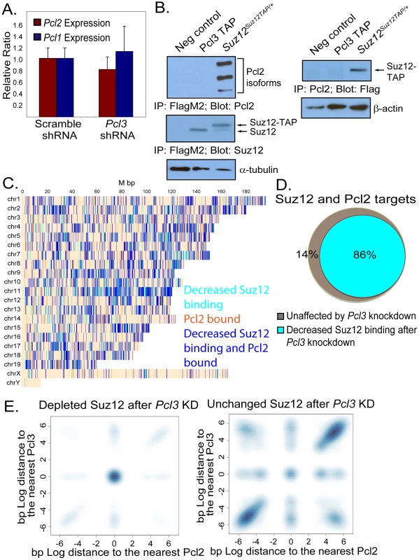 Pcl3 and Pcl2 participate in separate PRC2 complexes but overlap at many PRC2 binding sites.