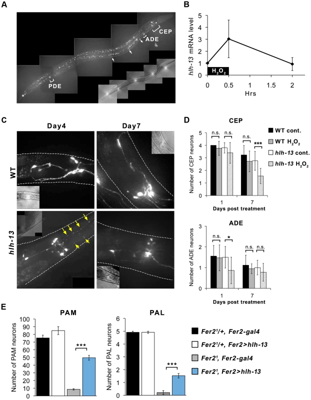 <i>C.elegans hlh-13</i> and <i>Drosophila Fer2</i> share a role in DA neuron protection under oxidative stress.
