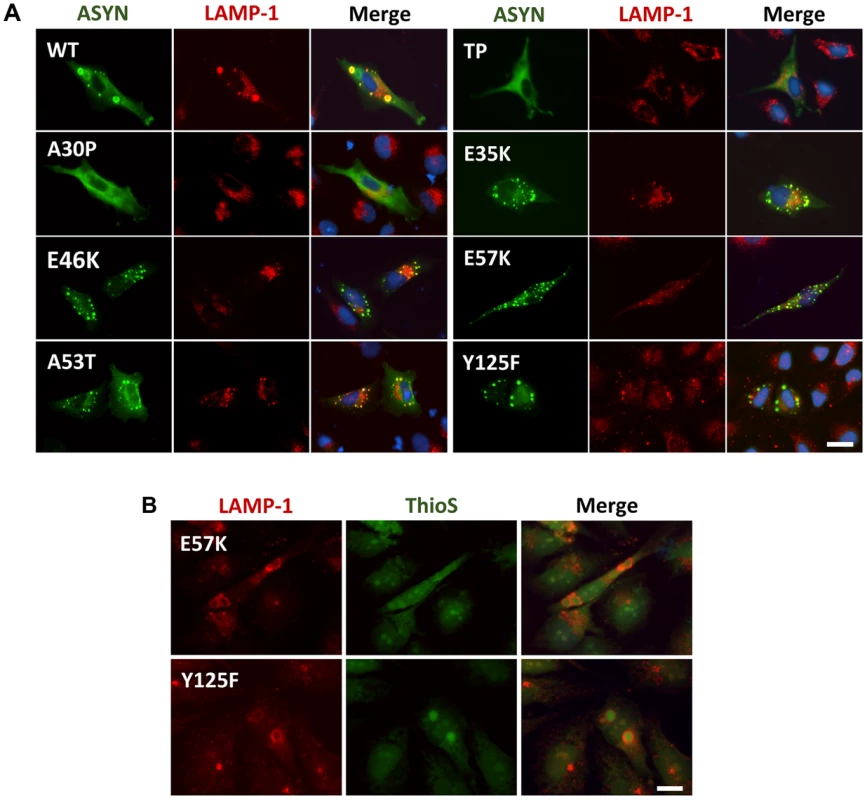ASYN partially co-localizes with endosomes/lysosomes.