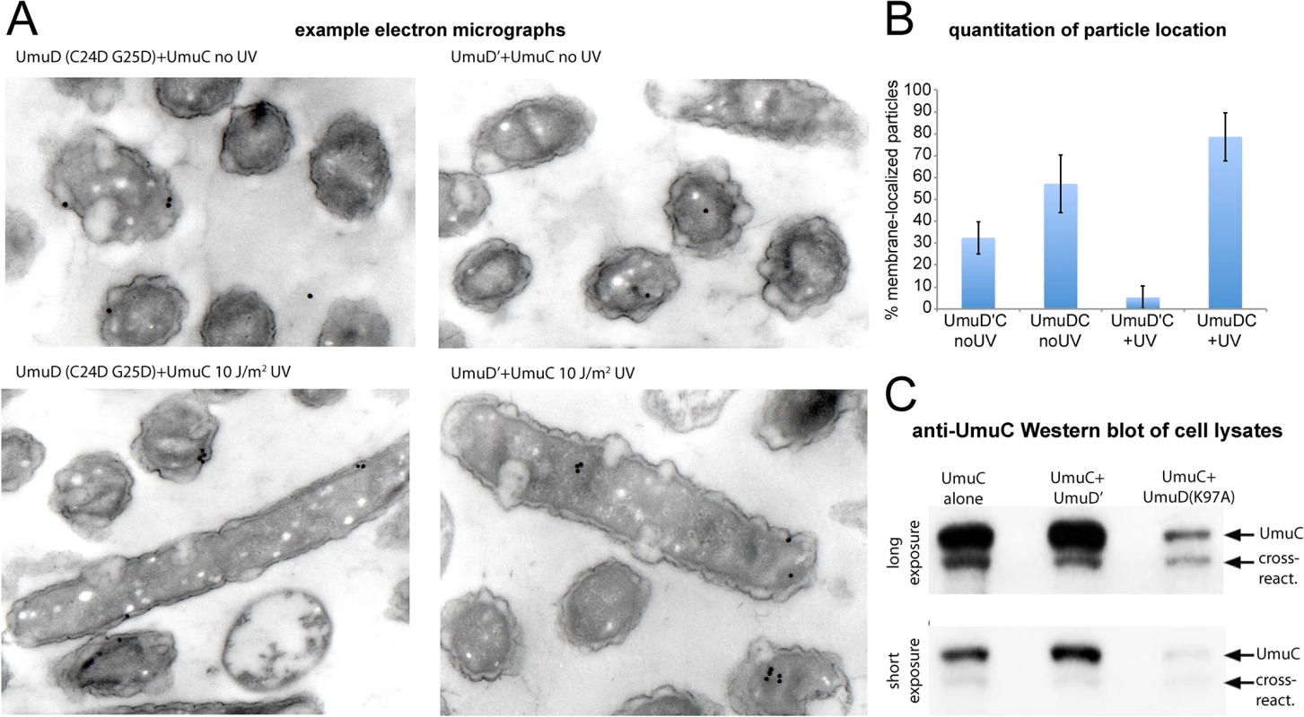 Detection of UmuC location by immuno-electron microscopy and solubility in cell lysates.