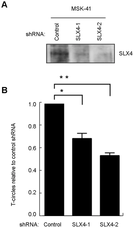 T-circle formation in MSK-41 cells is dependent on SLX4.