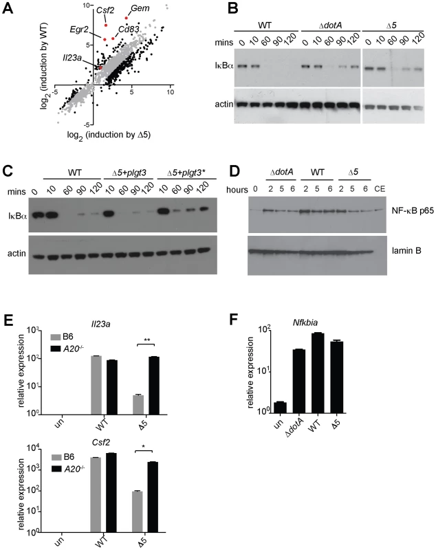 Expression of the 5 <i>L. pneumophila</i> effectors and induction of ‘effector-triggered’ genes correlates with sustained loss of inhibitors of the NF-κB transcription factor.