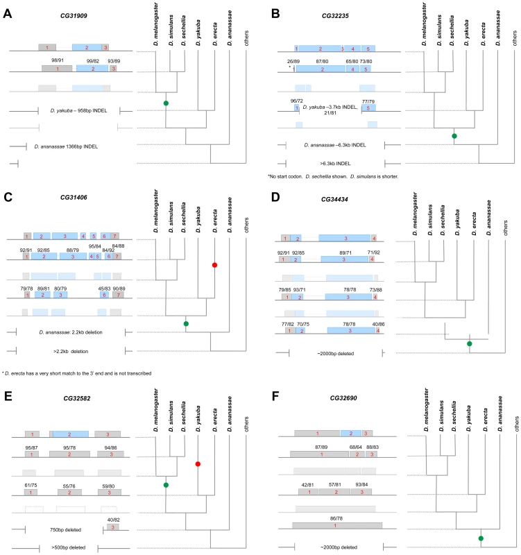 Stepwise gene model evolution of six <i>D. melanogaster de novo</i> genes.