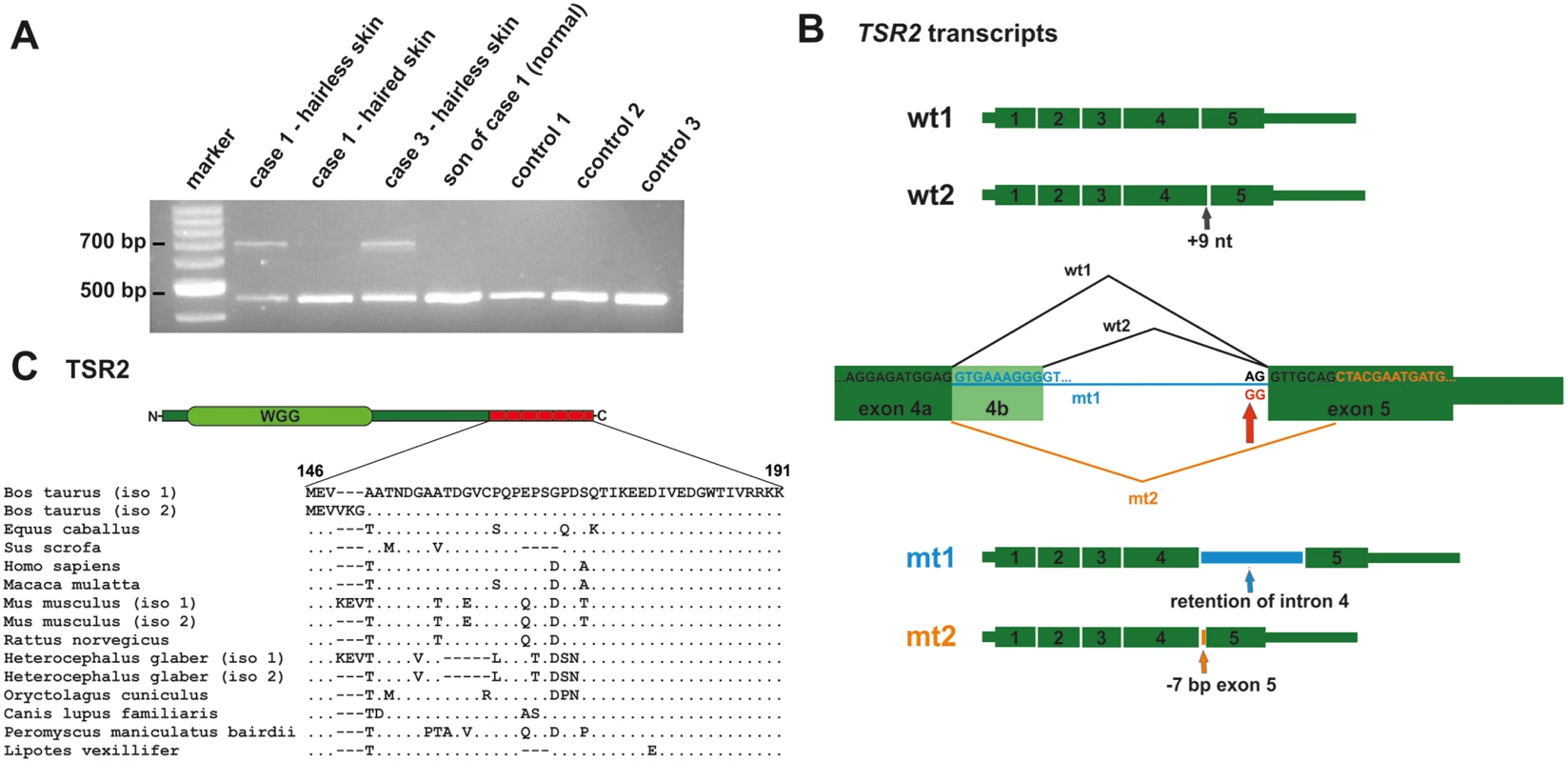 A <i>TSR2</i> splice site mutation leads to aberrant splicing in hairless skin.