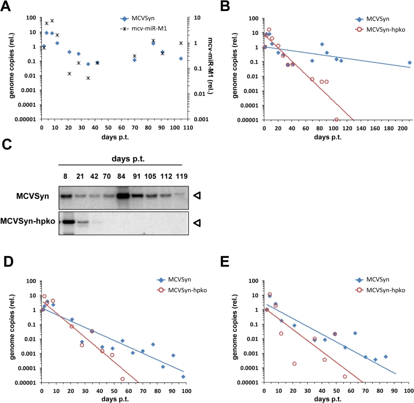 A mcv-miR-M1 knockout mutant is impaired in long-term persistence.