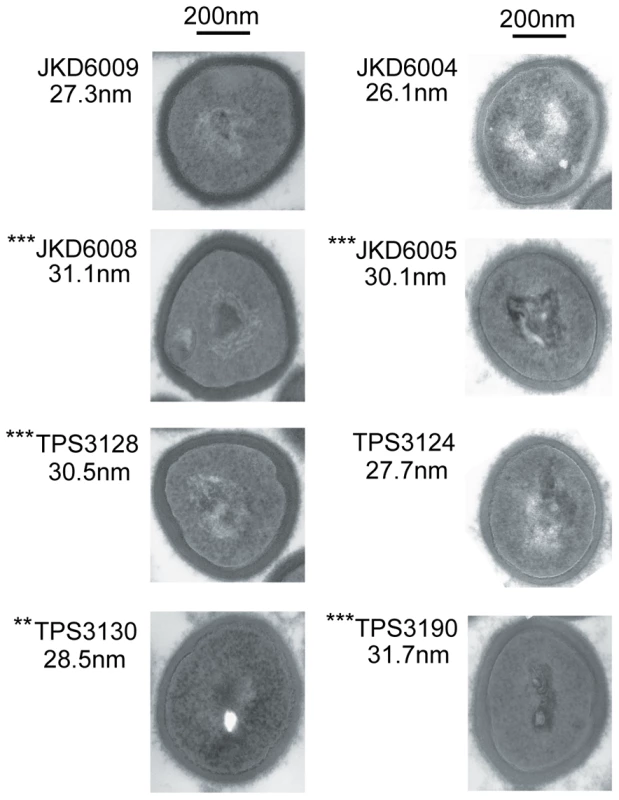 Cell wall thickness of clinical and <i>walKR</i> mutant strains.