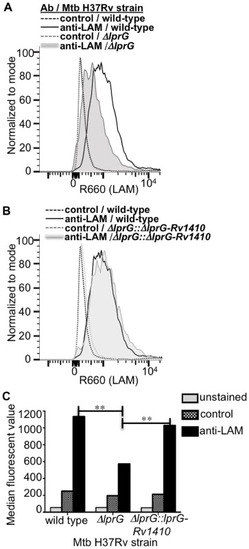 Deletion of <i>lprG</i> reduces LAM expression on the Mtb cell surface.