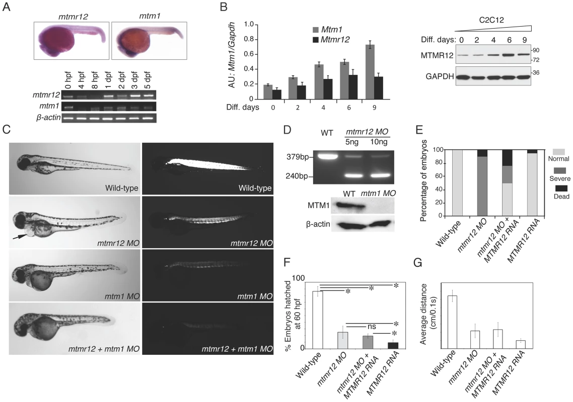 Expression patterns and morpholino-based knockdown of <i>mtmr12</i> in developing zebrafish.