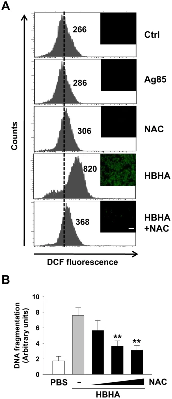 HBHA-induced ROS production and ROS scavenger effect on DNA fragmentation in macrophages.