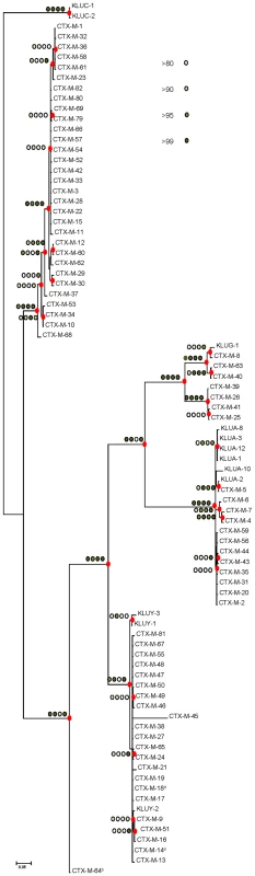 Phylogenetic tree of <i>bla</i><sub>CTX-M</sub> sequences (n = 73) inferred by Bayesian analysis.
