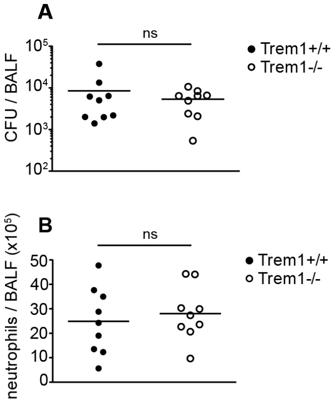 <i>Trem1<sup>−/−</sup></i> mice are equally capable of clearing <i>L. pneumophila</i> as <i>Trem1<sup>+/+</sup></i> controls.