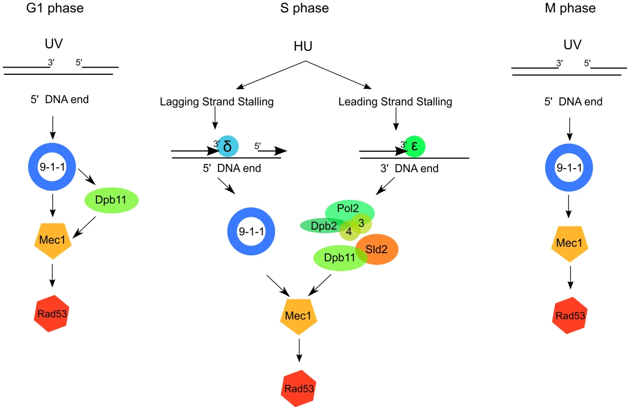 A model for 9-1-1 and Dpb11 function in Mec1 activation.