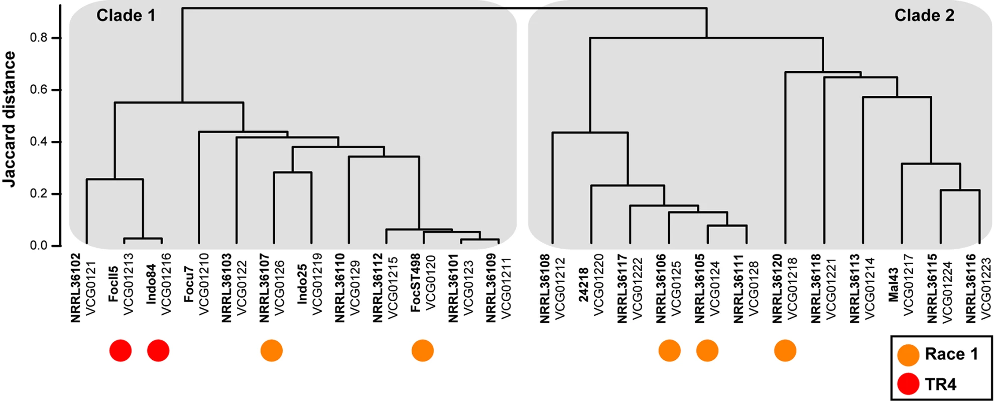 Genetic diversity of the banana pathogen <i>F</i>. <i>oxysporum</i> f. sp. <i>cubense</i>.