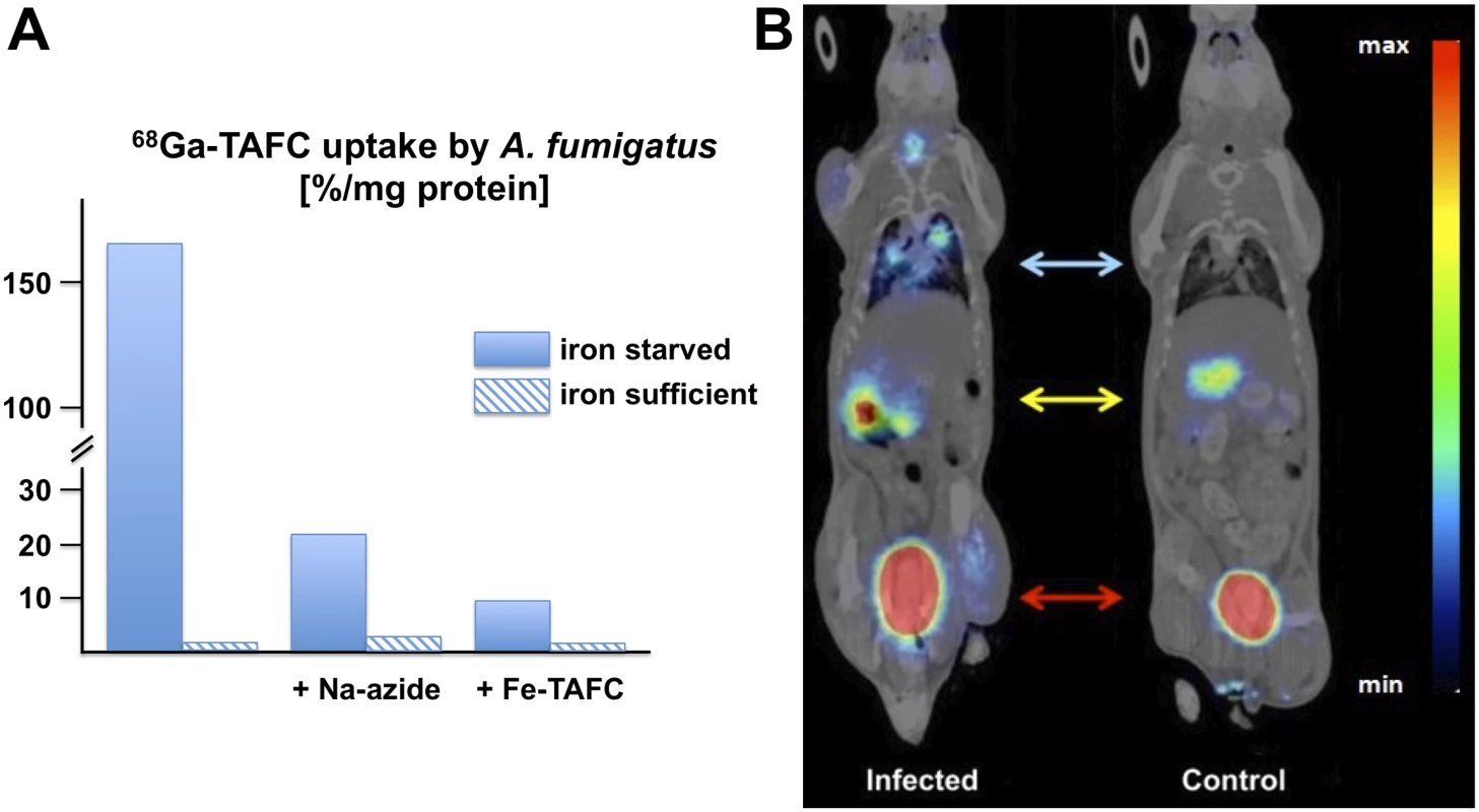 In vitro and in vivo uptake of <sup>68</sup>Ga-TAFC by <i>A. fumigatus</i>.