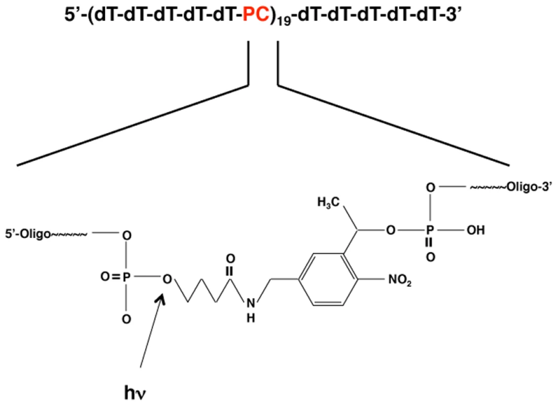 Schematic showing the composition of the PC-oligo.