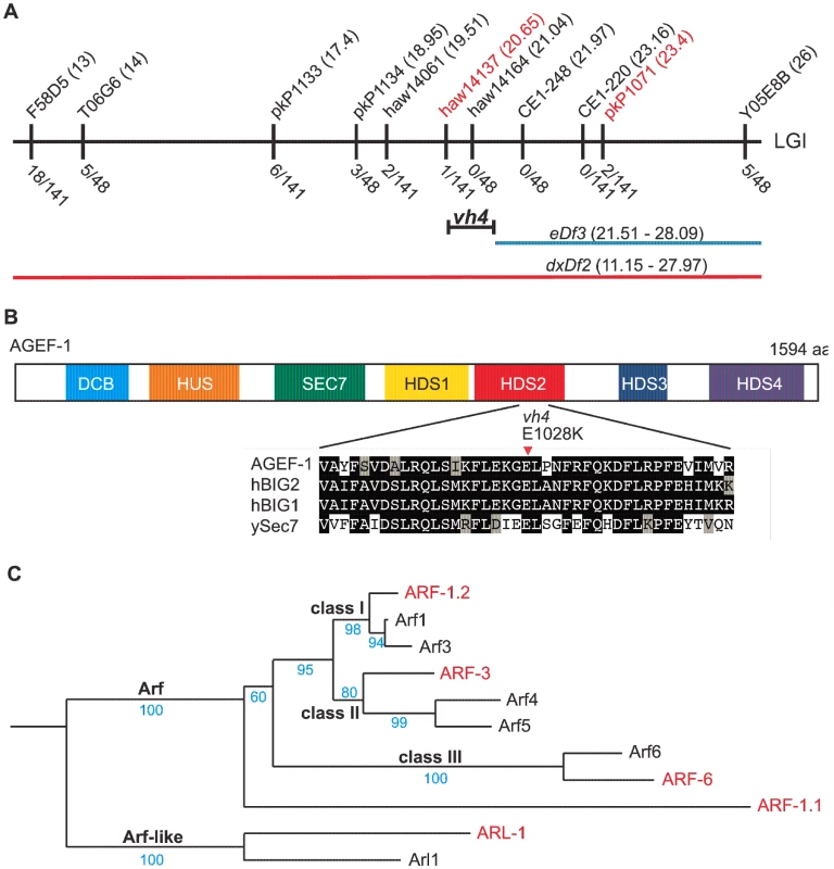<i>vh4</i> is a missense mutation in <i>agef-1</i> and homology between <i>C. elegans</i> and human Arf GTPases.