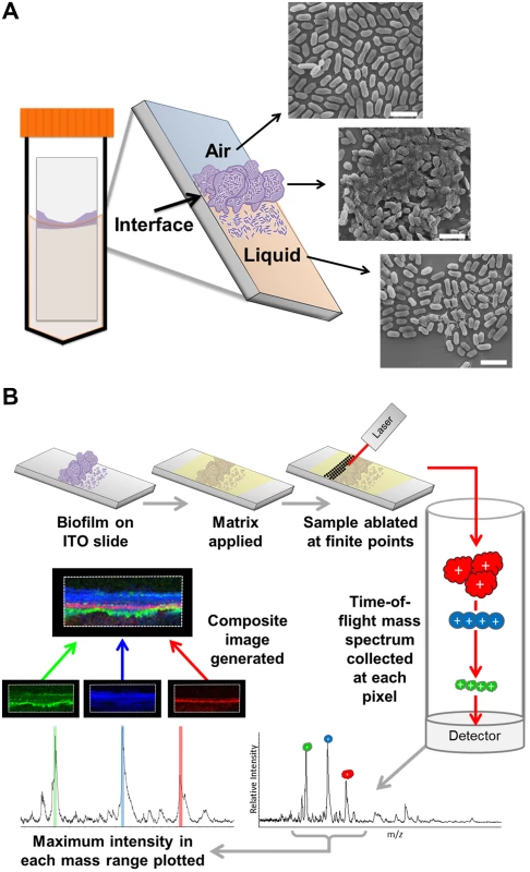 MALDI IMS as a tool to dissect the spatial proteome of bacterial biofilms.