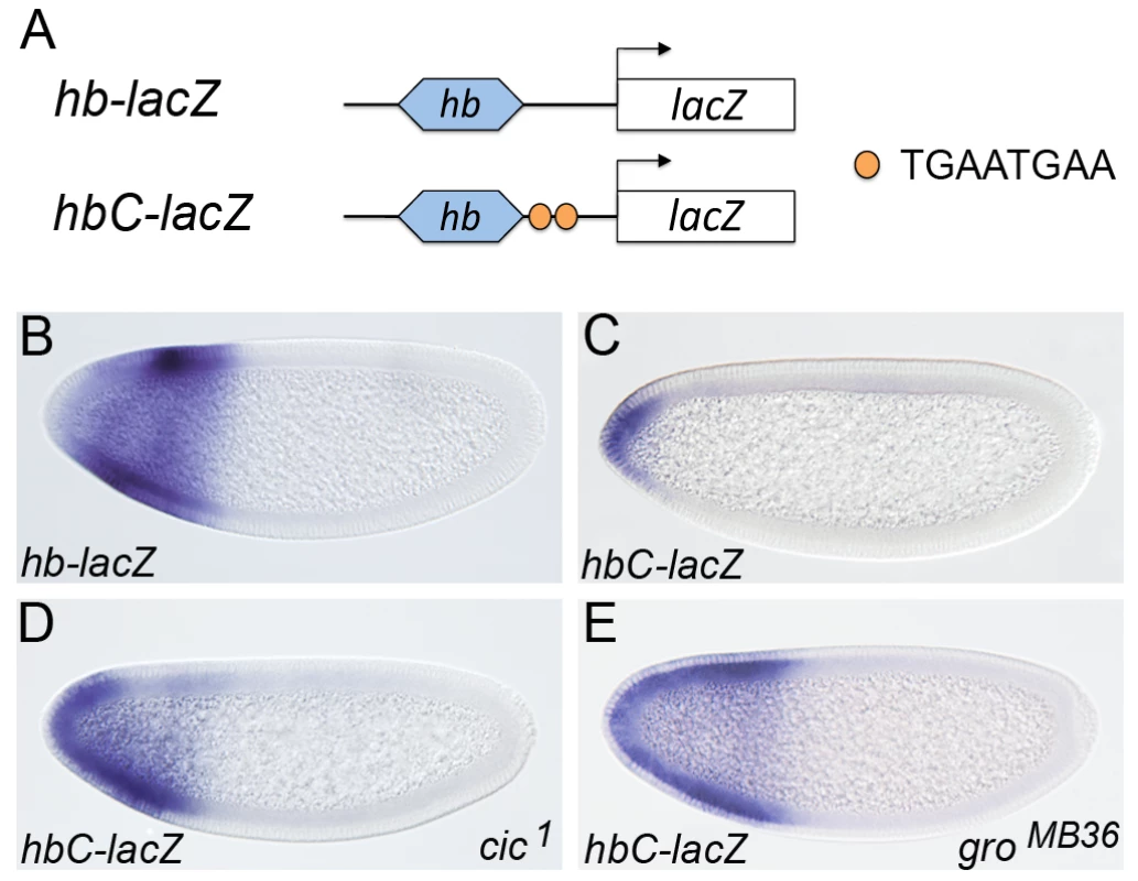 Cic binding sites are sufficient for recruitment of Gro in vivo.