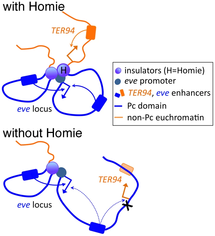 Model of the effects of Homie deletion on chromosome conformation and chromatin structure.