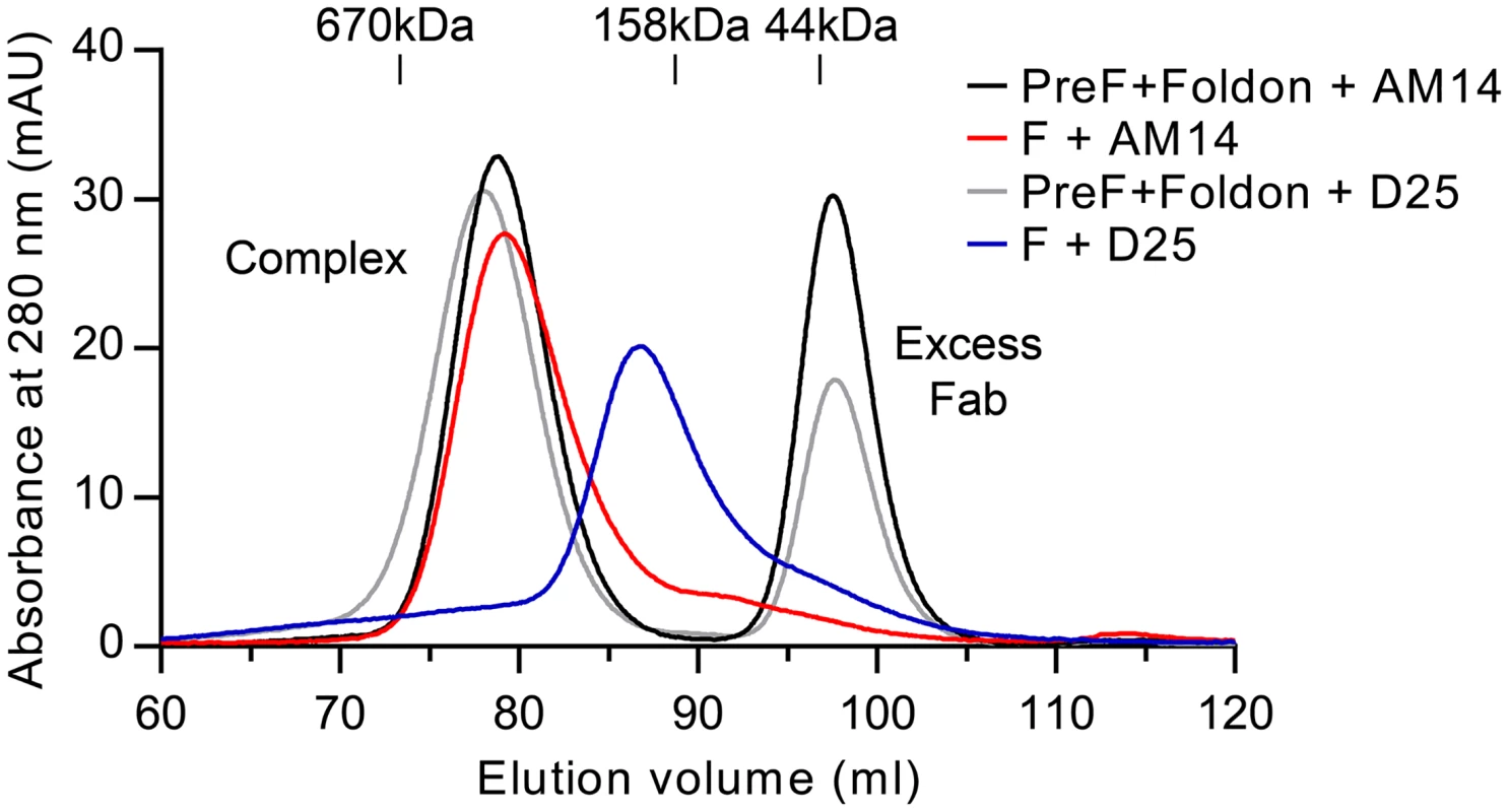 AM14 stabilizes RSV F trimer in the absence of the foldon trimerization motif.