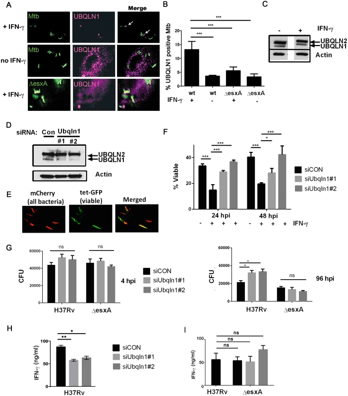 UBQLN1 localizes to Mtb, restricts its growth, and promotes the ability of macrophages to active CD4+ T cell.